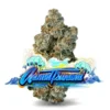 Animal Tsunami Strain