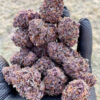 Black Cherry Cheesecake Strain