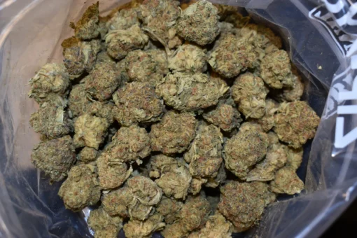 Black Cherry Ice Cream Strain​