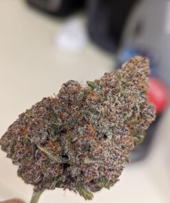 Black Cherry Lemonade Strain​