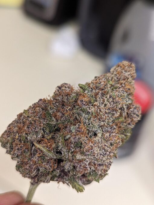 Black Cherry Lemonade Strain​